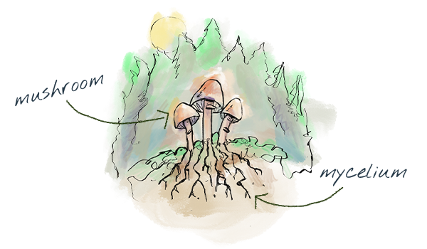 Mushroom mycelium Illustration
