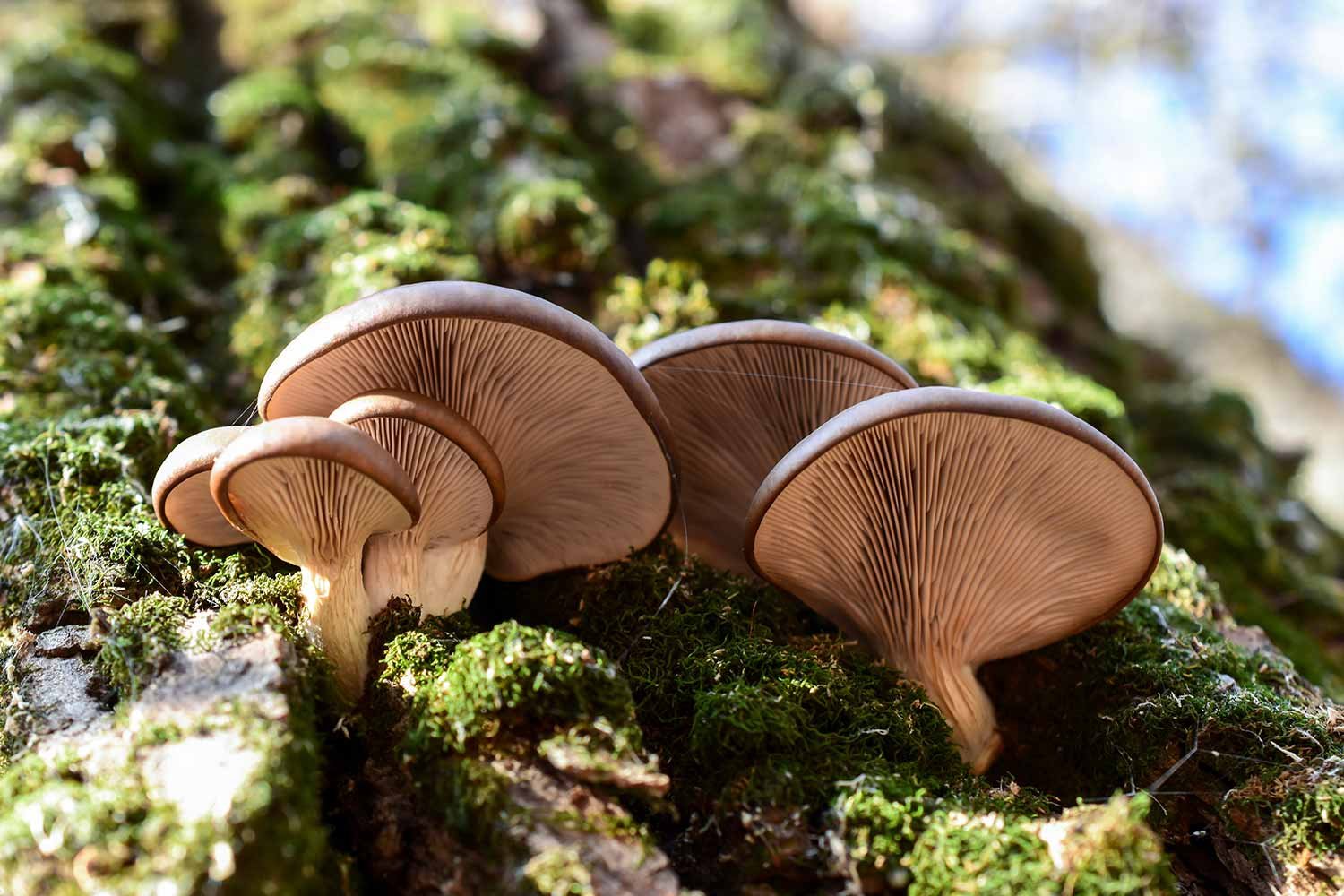 Oyster mushrooms growing in moss