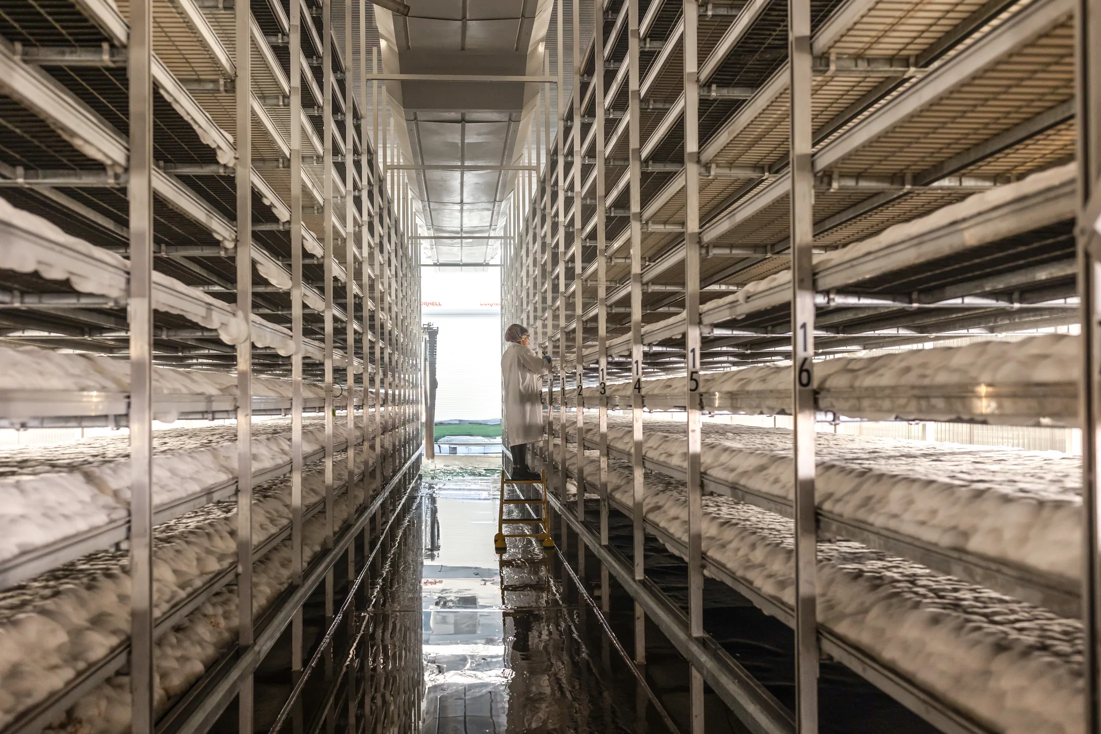 A worker beside mycelium grow racks in an archival MyForest farm photograph