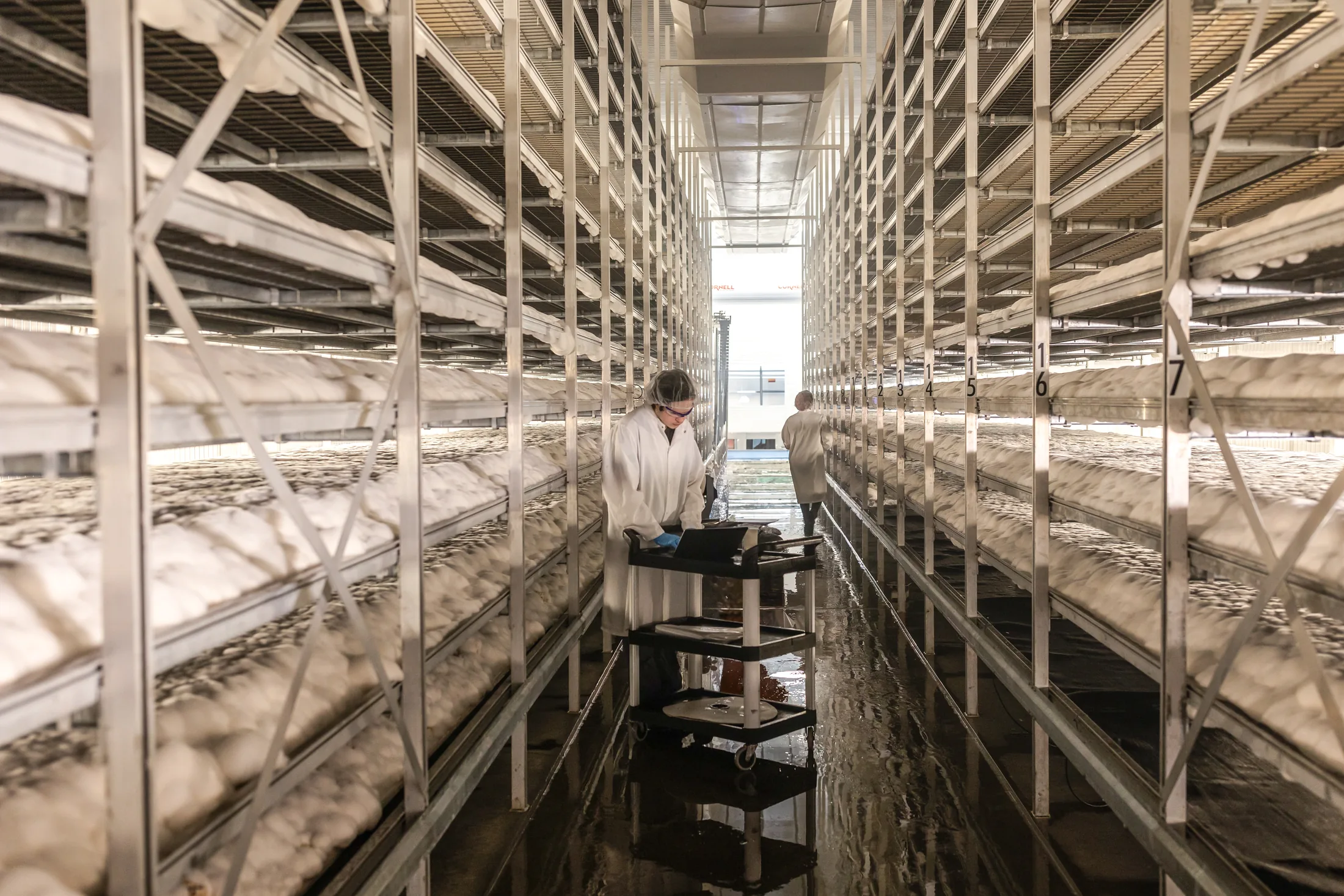 A worker standing between racks in a MyForest mycelium grow room